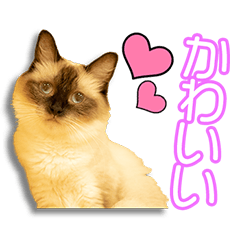 [LINEスタンプ] 猫カフェ「flat-tail」の猫たち 2