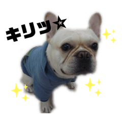 [LINEスタンプ] フレンチブルドッグ大吉くん2
