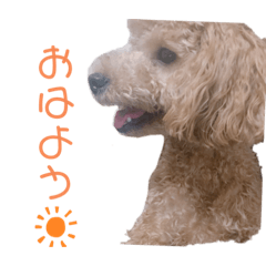 [LINEスタンプ] マルチーズとトイプードル パート②