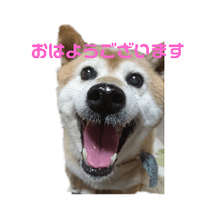 [LINEスタンプ] 柴犬・乃亜ちゃん