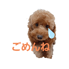 [LINEスタンプ] トイプーのチョコチップⅢ
