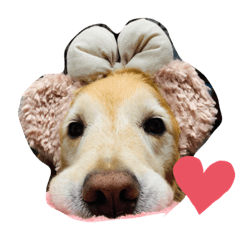 [LINEスタンプ] golden retriever ✳︎Nara✳︎