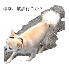 おしゃんぽミルク先輩