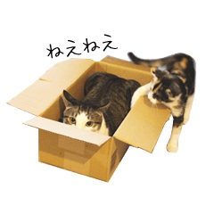 [LINEスタンプ] 小説家のチレンの猫