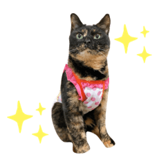 [LINEスタンプ] まさむねちゃちゃこんじゅ