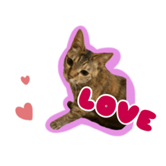 [LINEスタンプ] 茶様スタンプ