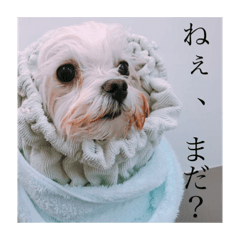 [LINEスタンプ] ぐみの毎日