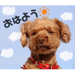 [LINEスタンプ] ココたん＆よもぎまる