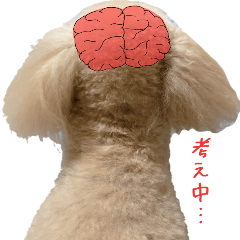 [LINEスタンプ] トイプードル ちょこの一言
