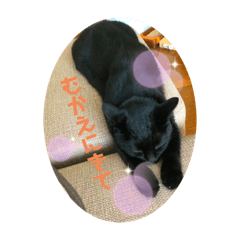 [LINEスタンプ] 連絡ねこちゃん