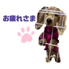 [LINEスタンプ] 愛犬 塁ちゃんのスタンプ