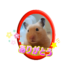 [LINEスタンプ] きなこちゃんスタンプ①