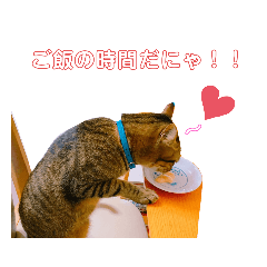 [LINEスタンプ] 猫の日常ฅ•ω•ฅฅ•ω•ฅPart2