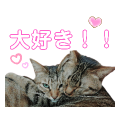 [LINEスタンプ] 猫の日常ฅ•ω•ฅฅ•ω•ฅ