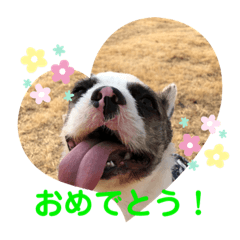 [LINEスタンプ] ドッグランナーズ vol.2