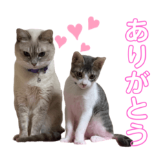 [LINEスタンプ] Sさんちのにゃんず