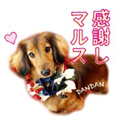 [LINEスタンプ] 誇り高き犬マルス 敬語編