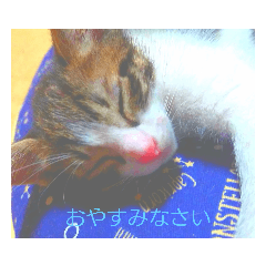 [LINEスタンプ] 癒やされ猫ちゃん