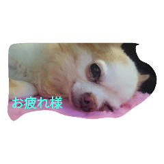 [LINEスタンプ] ダイスキみんな