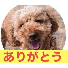 [LINEスタンプ] ココぞうスタンプ