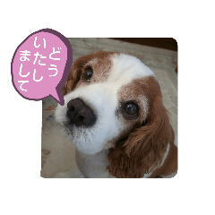 [LINEスタンプ] キャバリア時々ふくろう。