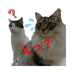 [LINEスタンプ] にゃんこ，スタンプ