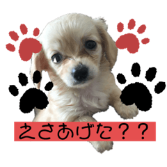 [LINEスタンプ] ワンコたちシリーズ①