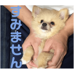 [LINEスタンプ] アルくんの日常