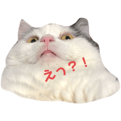 [LINEスタンプ] うちのすこくん。