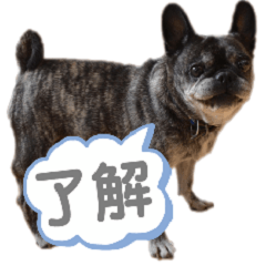 [LINEスタンプ] 毎日使える！基本スタンプ mix犬「ベル」