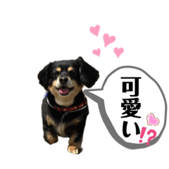 [LINEスタンプ] 大好き！ チワックス ②