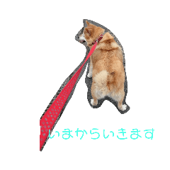 [LINEスタンプ] 柴犬・乃亜ちゃん2