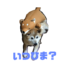 [LINEスタンプ] 柴犬・乃亜ちゃん3
