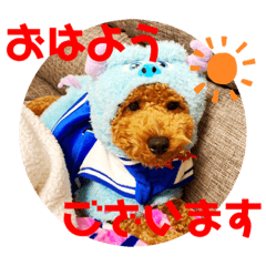 [LINEスタンプ] トイプードル のれおくん