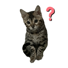 [LINEスタンプ] 子猫のきょん‼️
