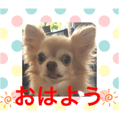 [LINEスタンプ] SmileChihuahua