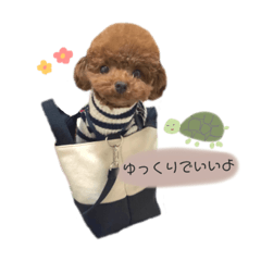 [LINEスタンプ] トイプードルくま2