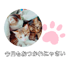 [LINEスタンプ] 猫の日常ฅ•ω•ฅฅ•ω•ฅPart3