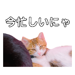 [LINEスタンプ] 猫の日常ฅ•ω•ฅฅ•ω•ฅPart4