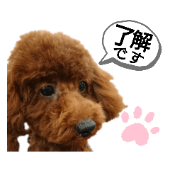 [LINEスタンプ] 愛犬トイプードルのスローディズ・3