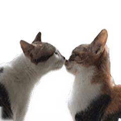 [LINEスタンプ] なつめ＆はつね