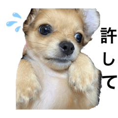 [LINEスタンプ] りゅうくんのスタンプに