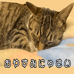 [LINEスタンプ] ねこ女将 まいちゃん 日常編