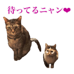 [LINEスタンプ] トラジとひばりの写真スタンプ