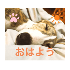 [LINEスタンプ] ウィペットわさびくん