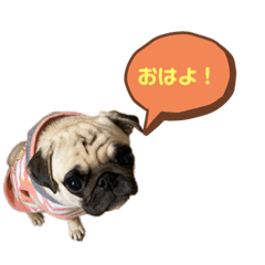 [LINEスタンプ] パグのむぎ