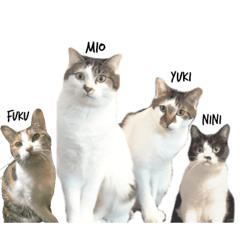 [LINEスタンプ] ねこときどきとかげ。