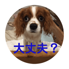 [LINEスタンプ] キャバリア パピーで楽々お返事