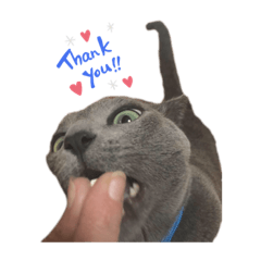 [LINEスタンプ] にゃんこ___トムトム