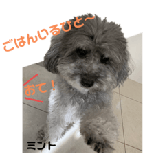 [LINEスタンプ] 我が家のミント